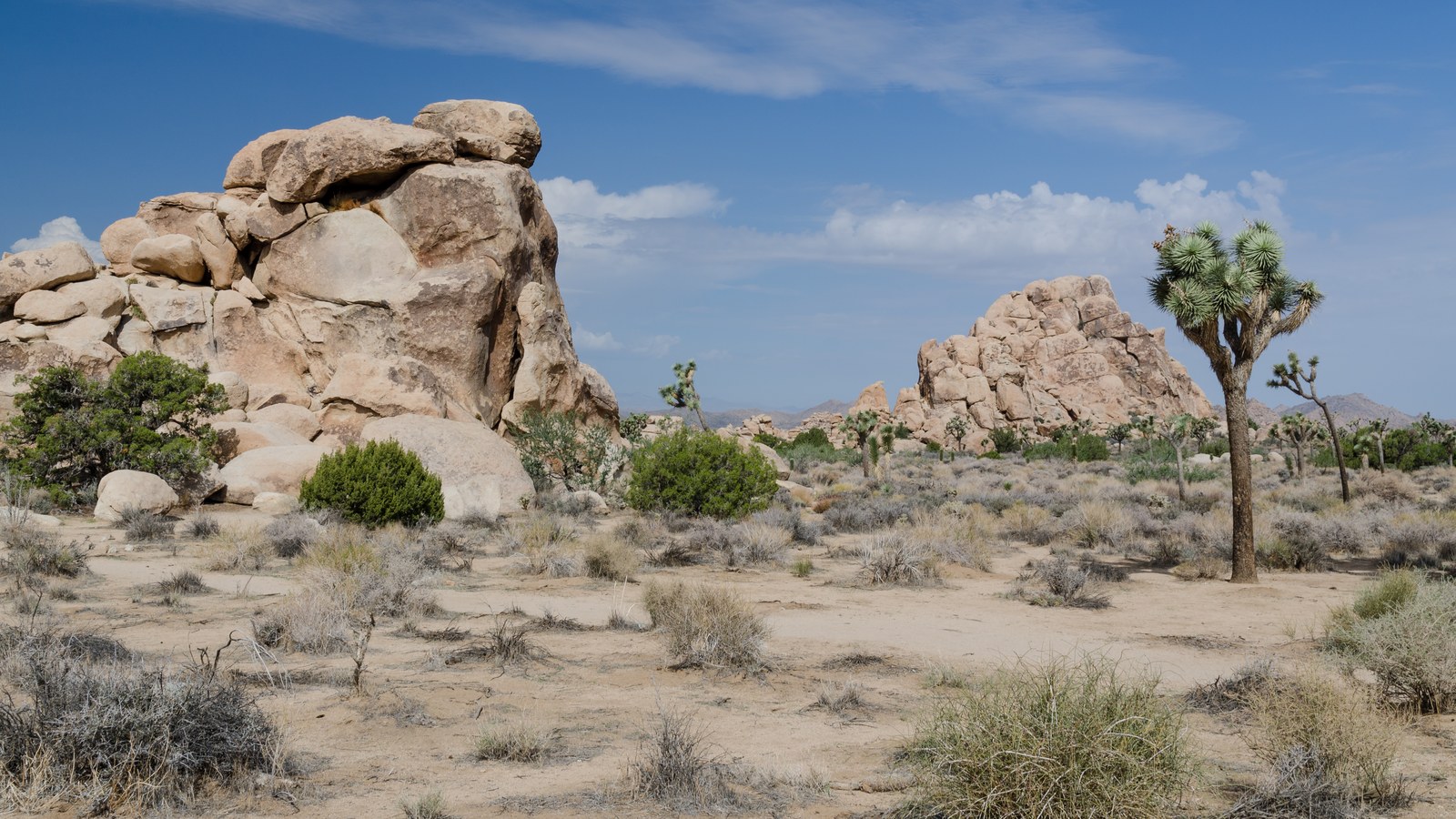 Joshua trees and boulder formations in joshua trees national park