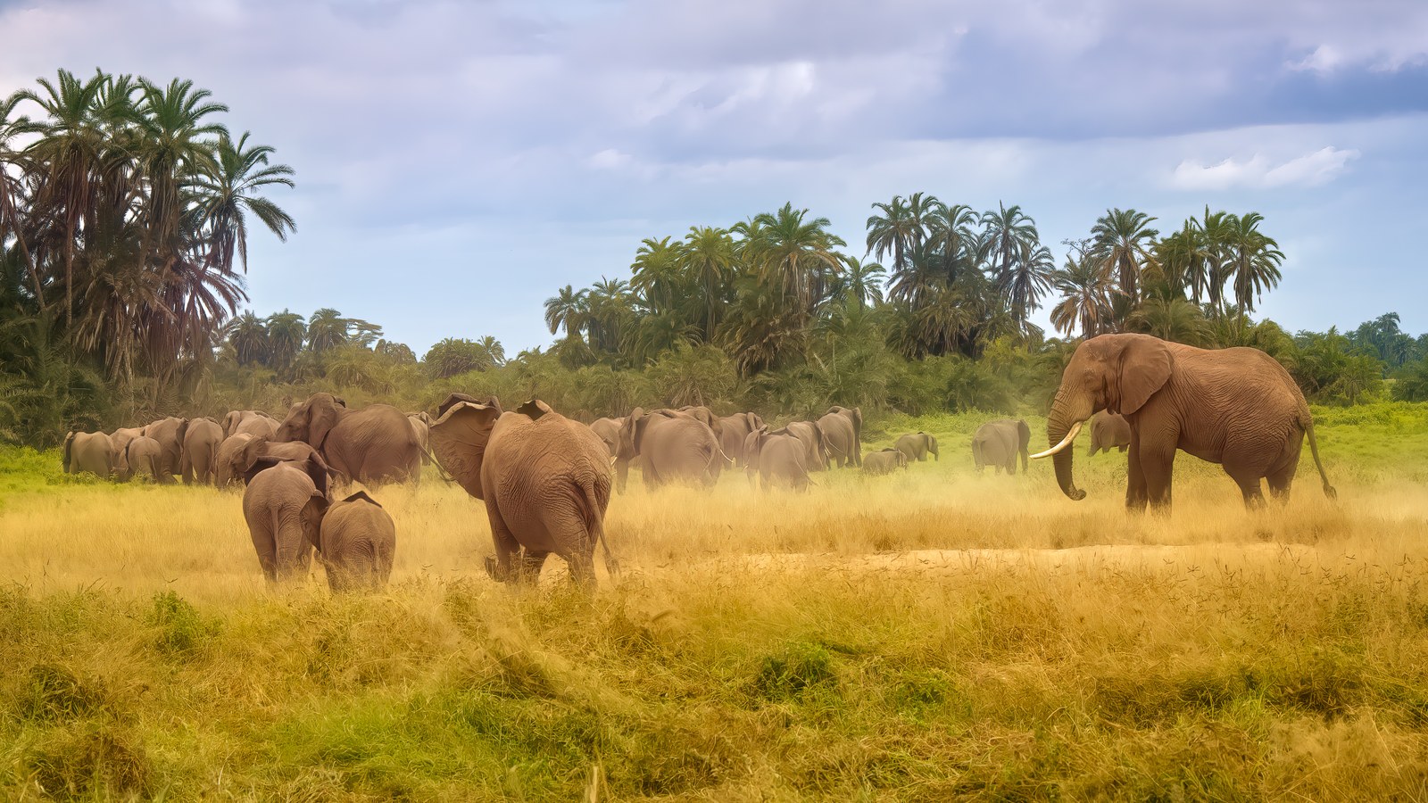 A herd of African elephants, including calves and a large tusker, walking through golden grassland dotted with doum palms in Amboseli National Park, Kenya