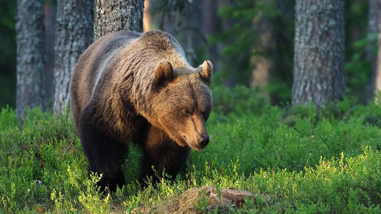 A wild brown bear walking through pine forest in Kainuu, Finland, in early morning light