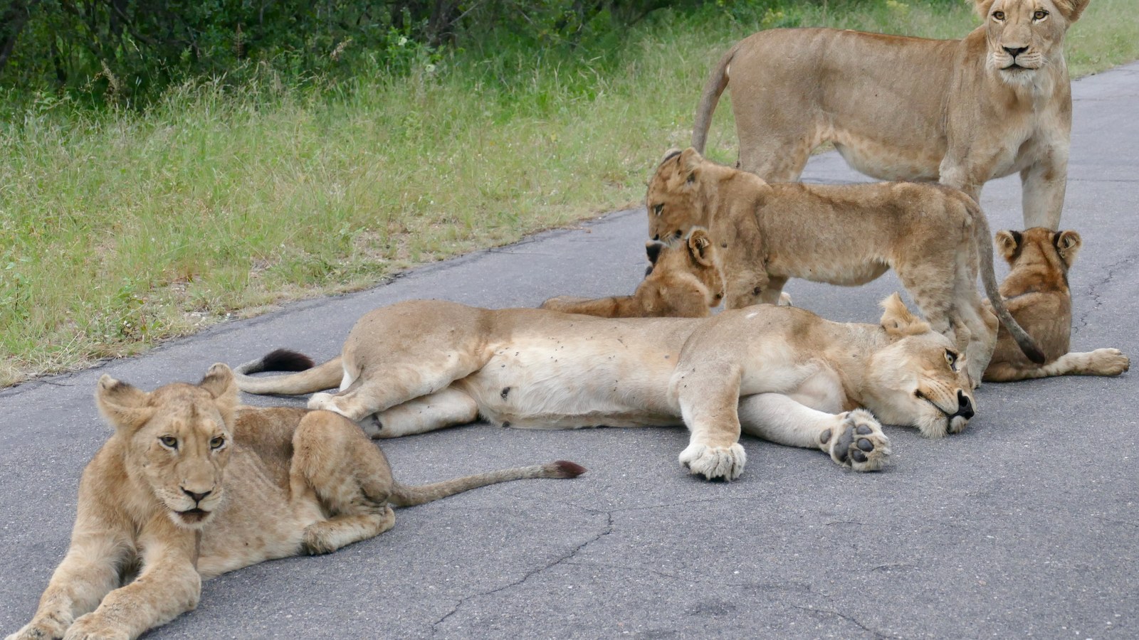 A lioness and her cubs resting on a road in Kruger National Park, South Africa