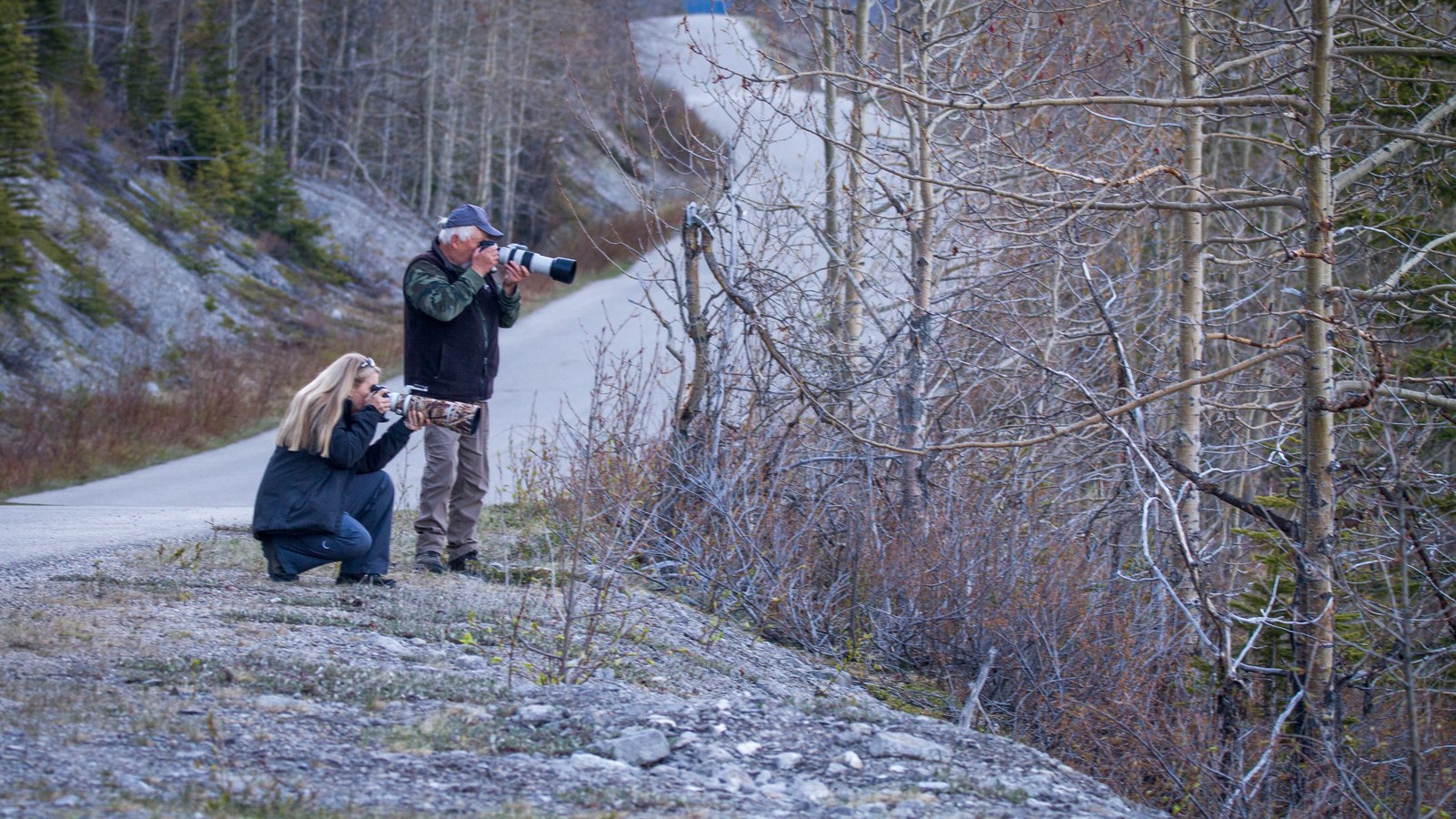 Two wildlife photographers aiming long telephoto lenses into roadside brush beside a forest road in Jasper National Park, Canada