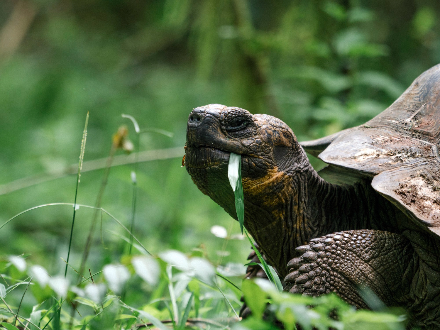 Galapagos Islands